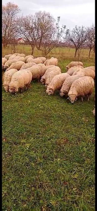 Vând oi tinere în Sighet