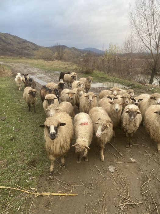 Oi si capre de vanzare