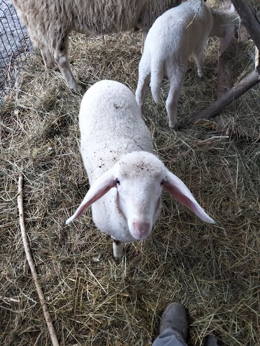 Vând oii bergamasca