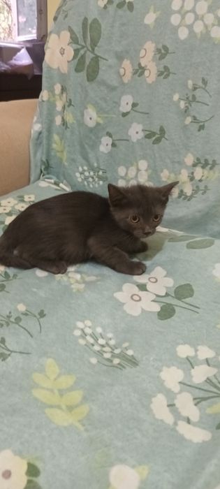 Продаю британских кроткошорстных