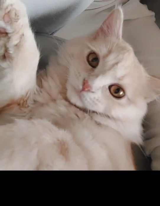 Хайленд страйт 1 год сделаны всё уколы  характер  спокойная девочка