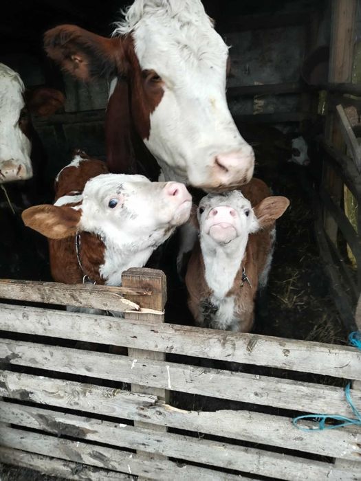 5 juninci gestante de vânzare com Borșa jud Cluj