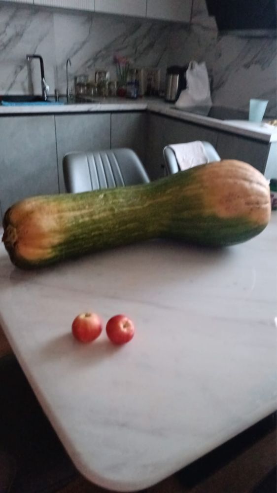 Продам домашнюю тыкву.