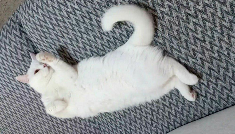 Mushuk мушук srochna