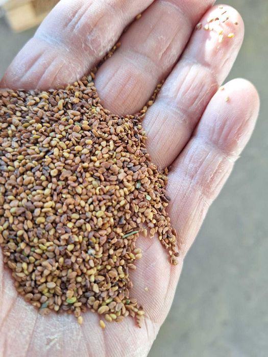 Люцерново семе люцерна семена