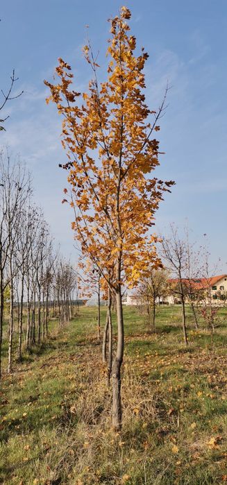 Vand platani - tei - mesteacan - catalpa - artar-stejar