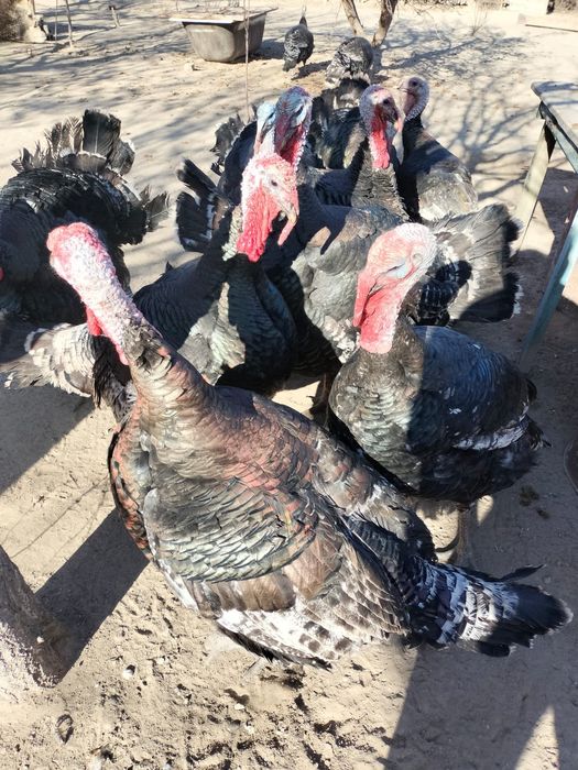 Индюк кораздар таза бронза