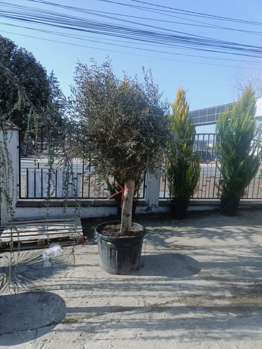 Măslin secular de peste 30 de ani