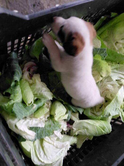 Джак Ръсел териер