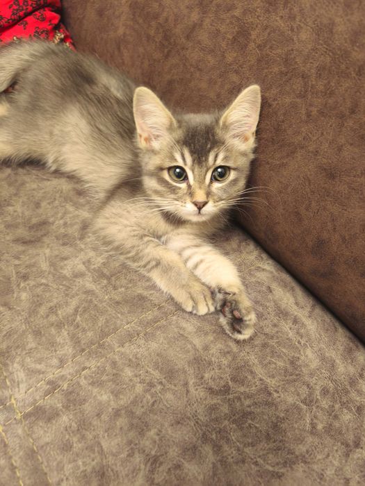 Продаю чистокровный скоттиш страйт девочка