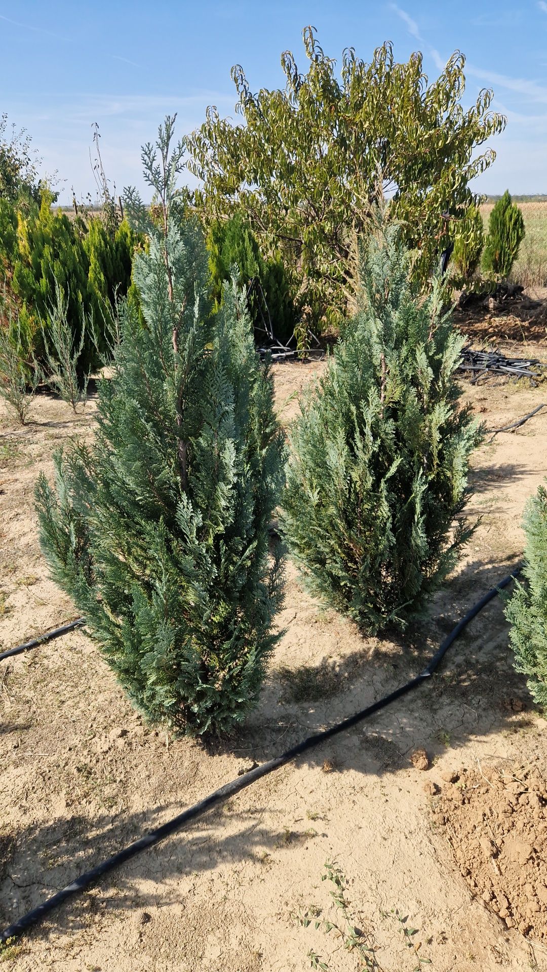 Tuia Columnaris- leylandi- chiparos albastru