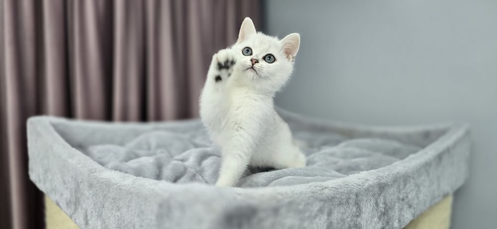 British shorthair cu pedigree