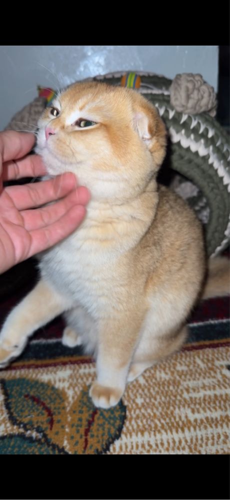 Britan Scottish Fold NY12 = Black Golden Shaded vyazka uchun