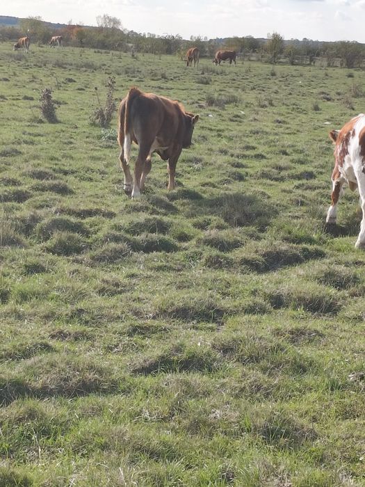 Vând vitei de limousine și baltata