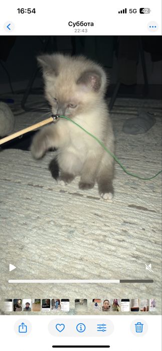 Отдам котенка мальчик 2,5 месяца