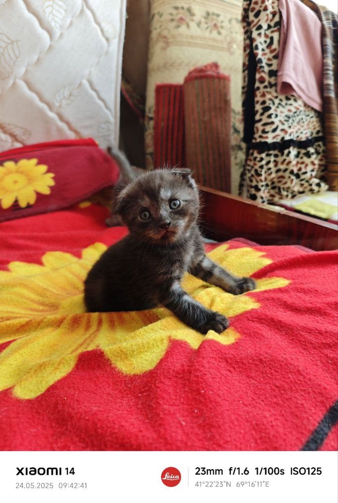Скидка! Породистые котята продам срочно