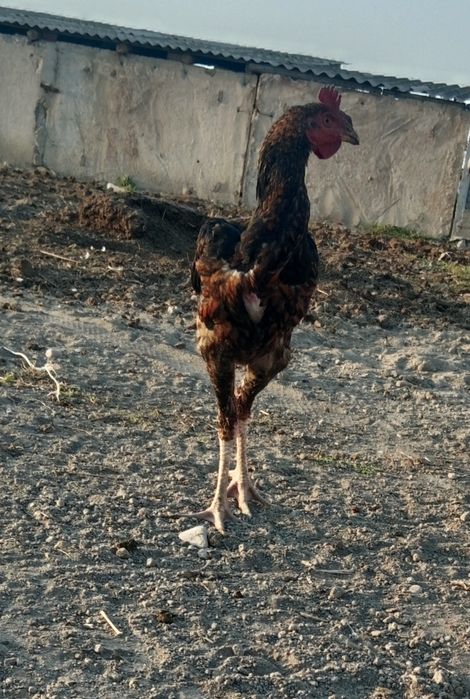 Продам дакана петушок