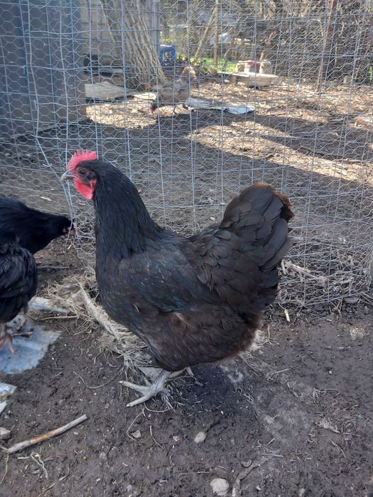 Oua australorp pt incubat