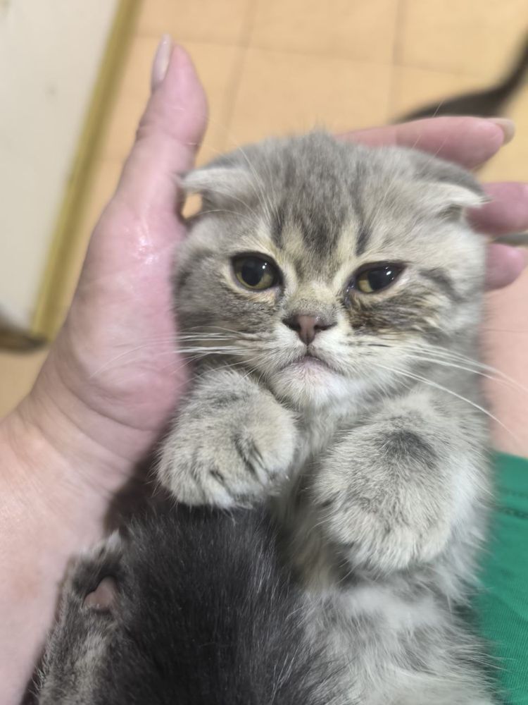 Котенок скотиш фолд