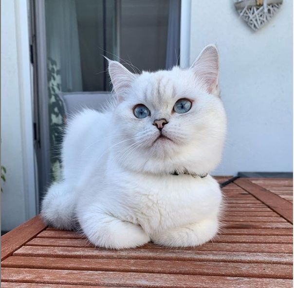 Британская короткошерстная