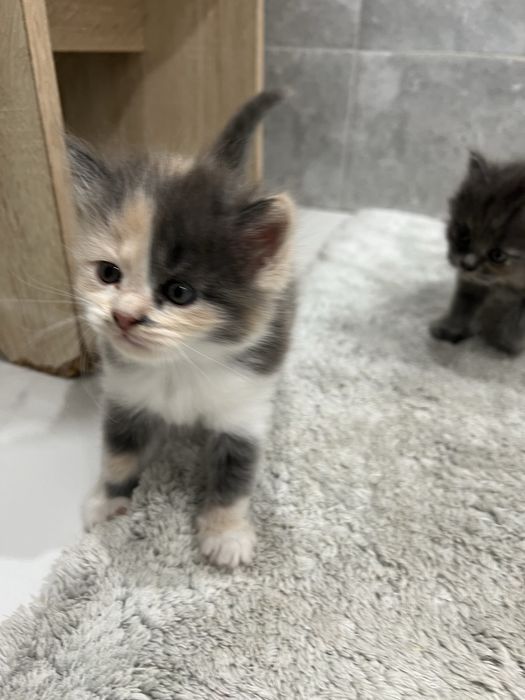 Отдам котят в добрые руки