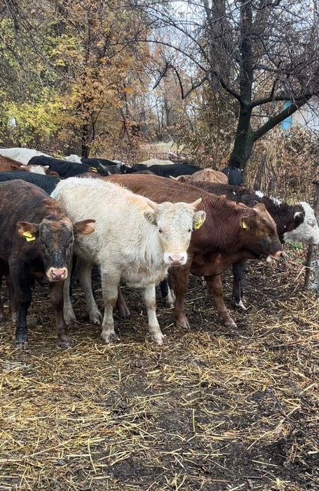 Бычки подсосы бука телята бык