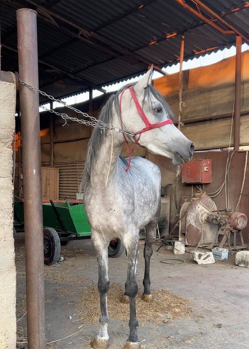 Vând iapă pur sânge arab