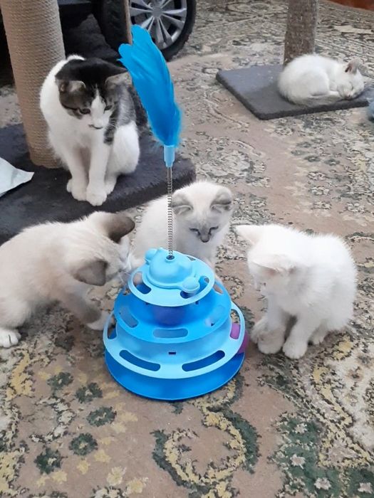 Котята в добрые руки