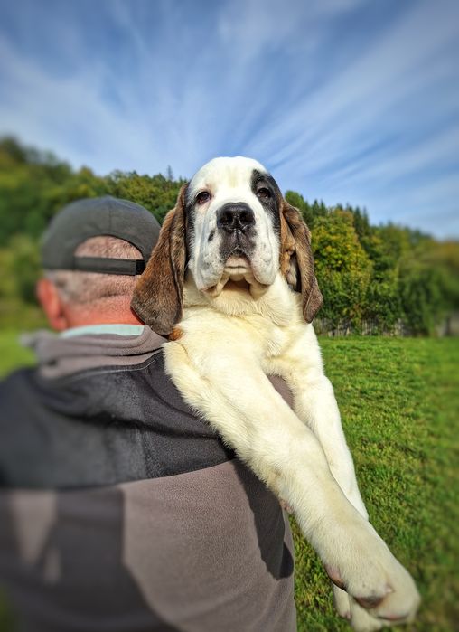 Femela Saint Bernard cu Pedigree