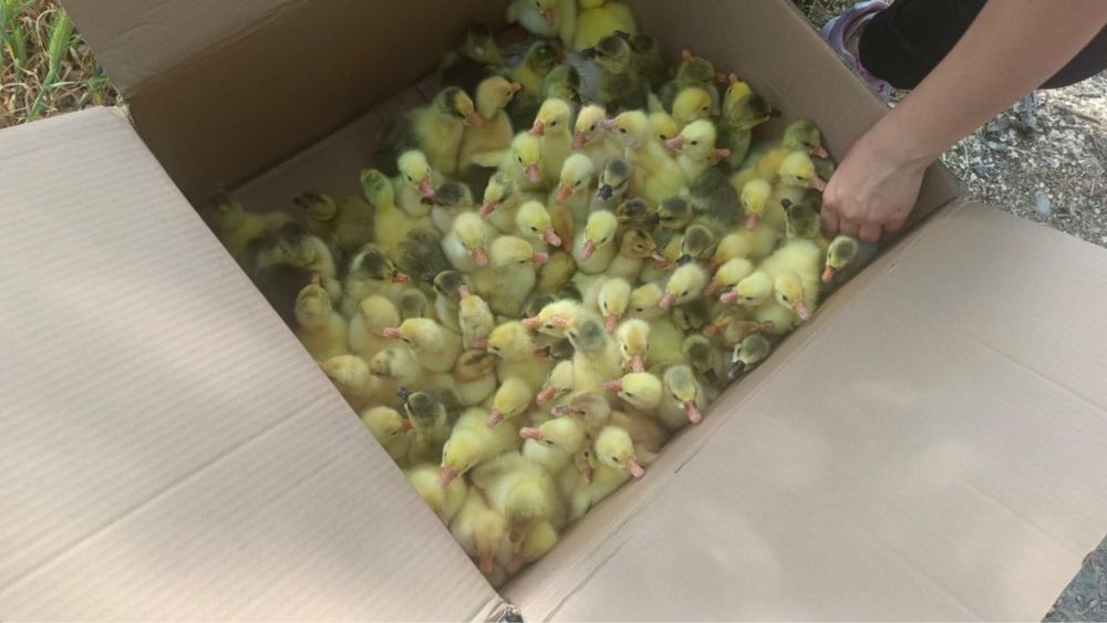 Продам    суточных    гусят    и   утят  …