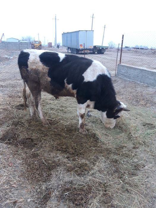 Бұқа сатылады 1.5 жасар апетит жақсы  жем шөп жеп тұр