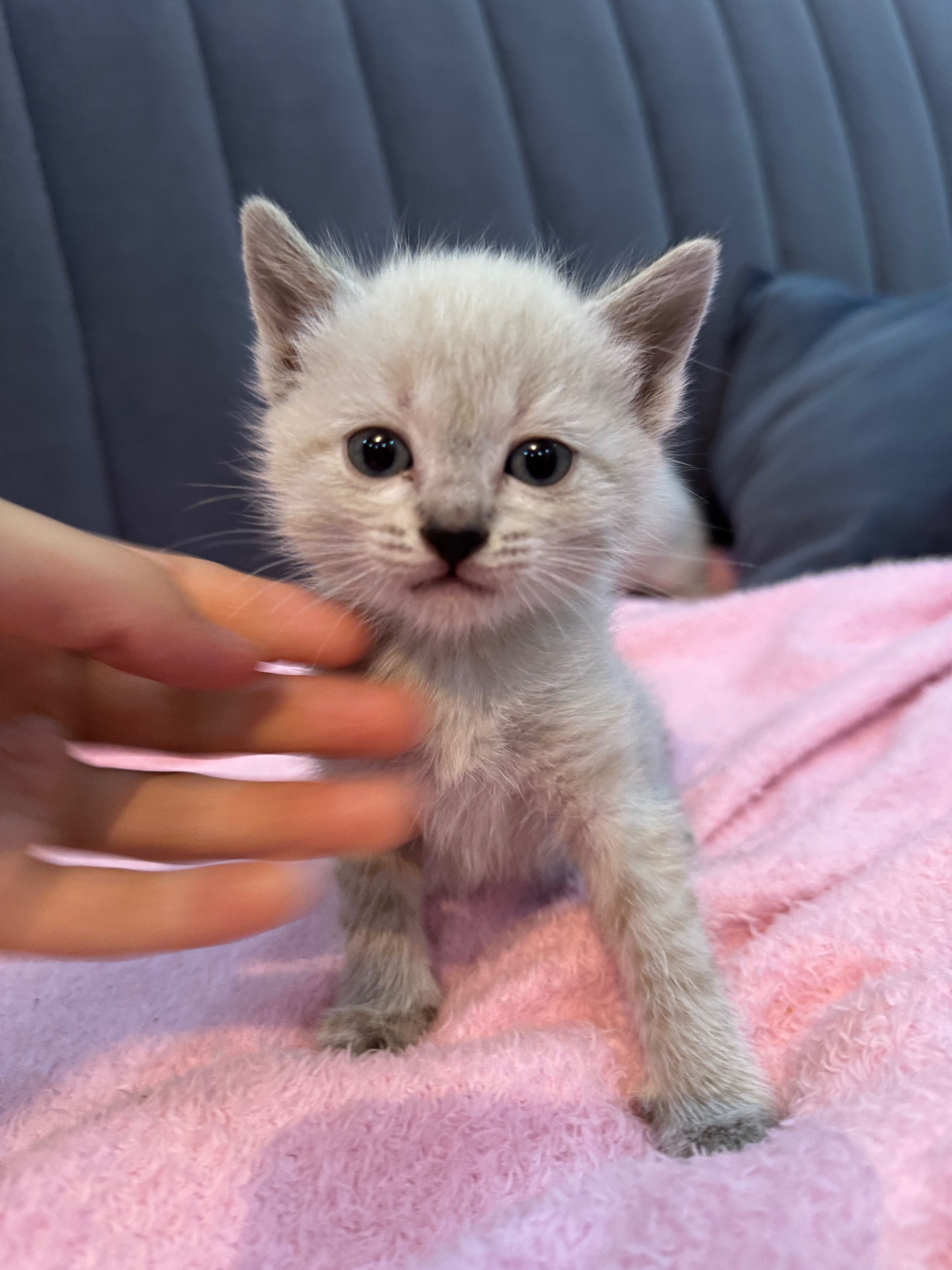 Отдаю котят добрым и ответственным людям