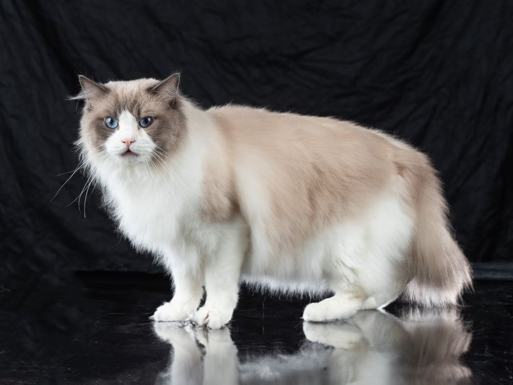 Ragdoll /Рагдолл/с Родословие