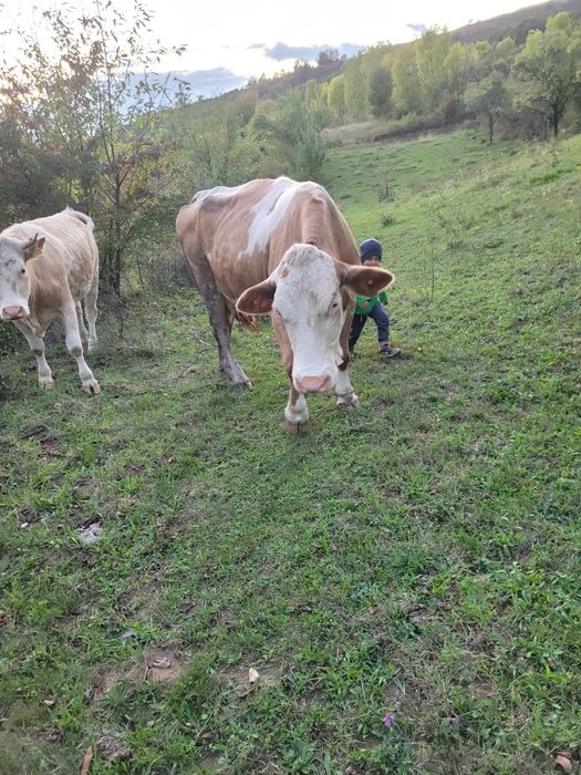 Vând vacă gestantă