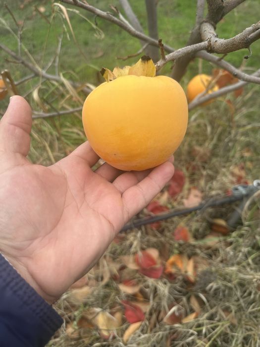 Райска ябълка - ХЕЯКУМЕ