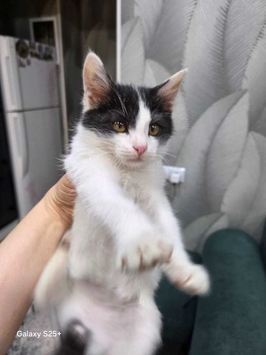 Умный, ласковый котёнок подарит радость!