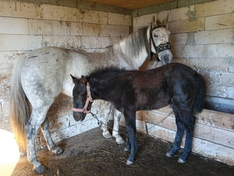 Iapă de vânzare vârstă 6 ani cu mânz de 3 luni !