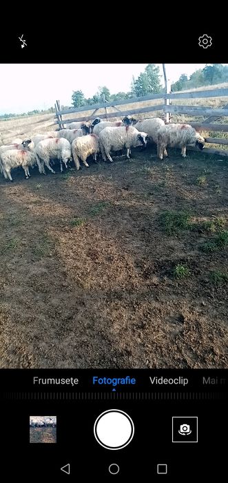 Oi de vizare oile sunt toate tinere