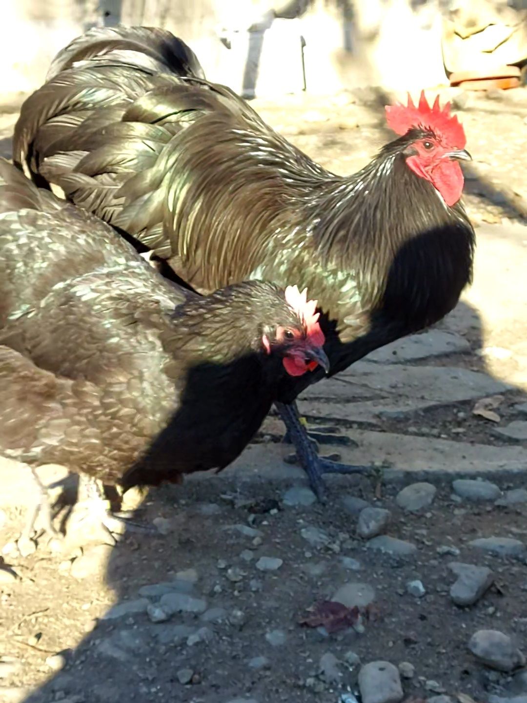 Pui australorp negru, rasă pură