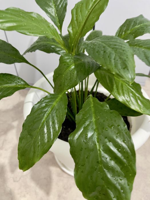 Продам цветок спатифиллум