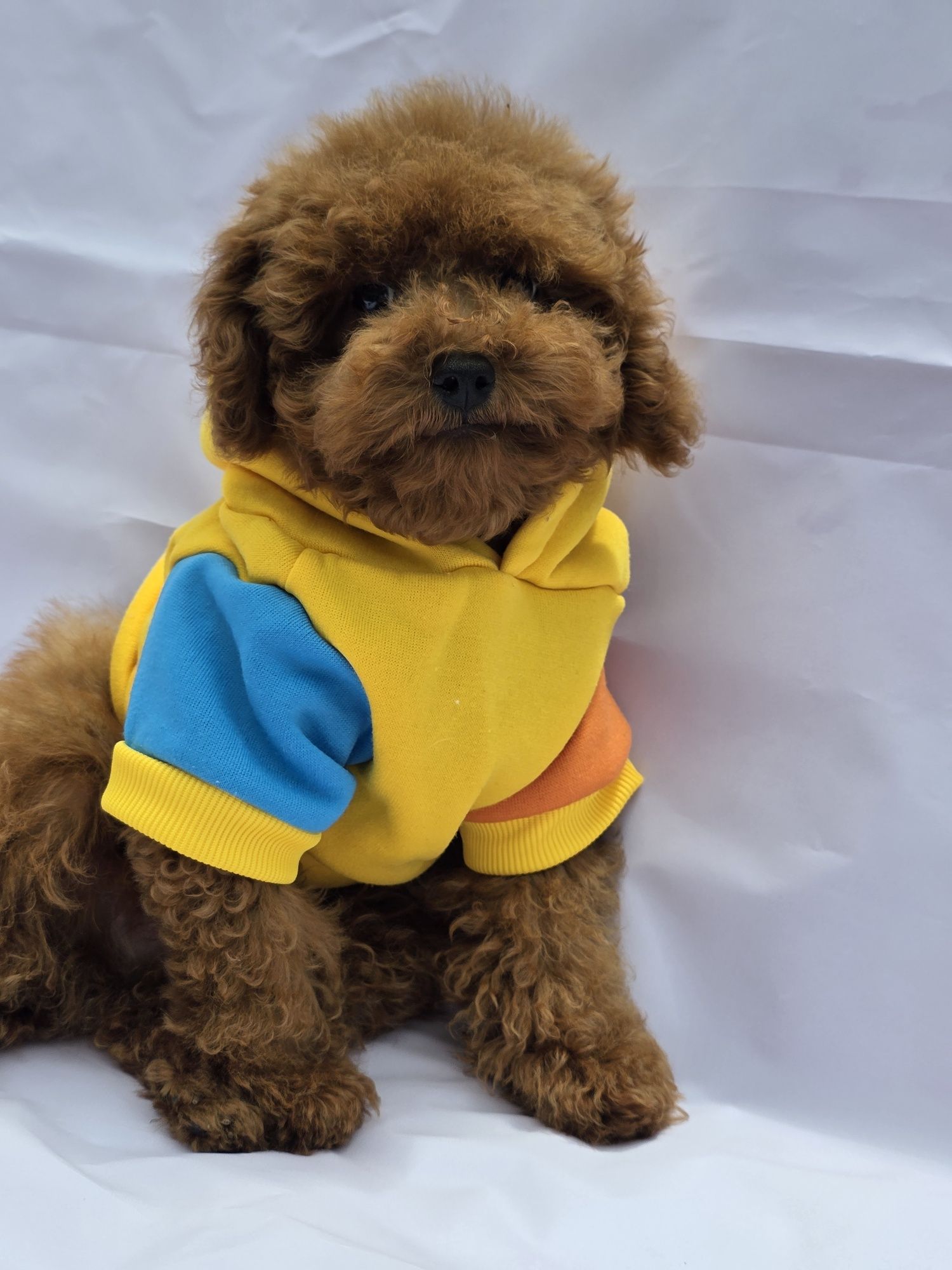 Пудел Той  / Toy poodle   Родословни