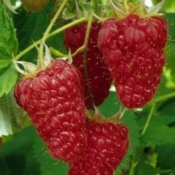 Drajoni Zmeura Soiul Tulammen Si Alte Soiuri In Comentariu