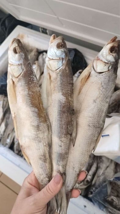 Рыба атырау в наличии