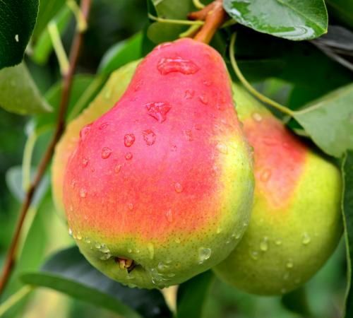 Pomi Fructiferi deosebiti par olivier de serres