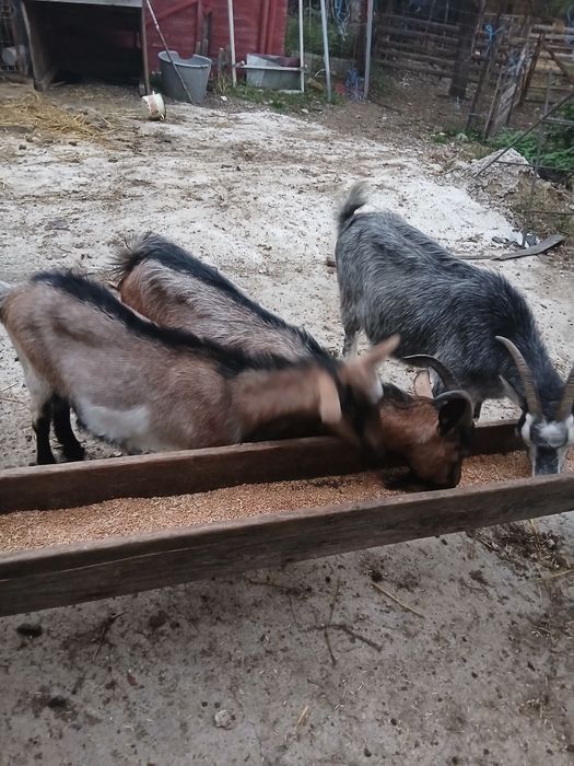 Vând 2 capre și o iada