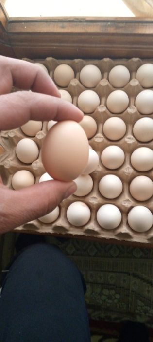 Курица чайник Японча tuxumlari sotiadi