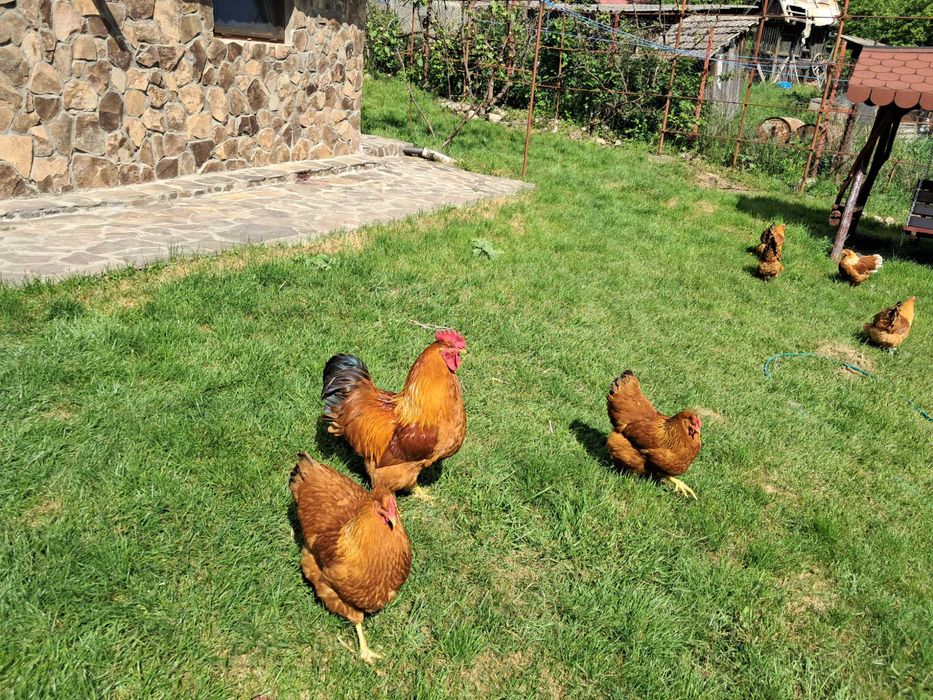 Vand Familie New Hampshire