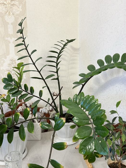 Денежное дерево большое