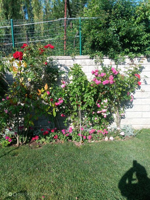 Поддръжка на зелени площи