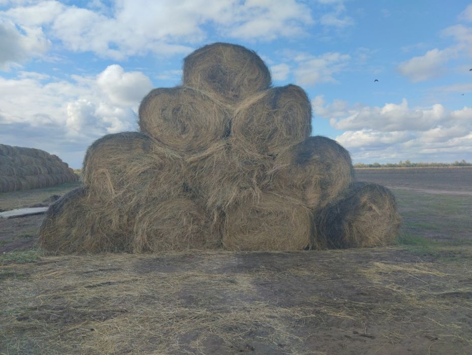 Продам сено луговое и жетняк
